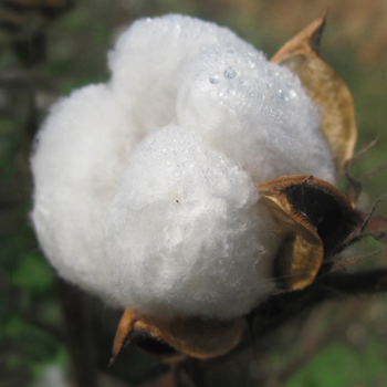 Burbank cotton, one of the 3 ingredients in a high-quality latex mattress