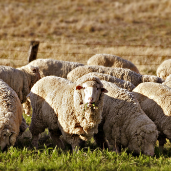 Burbank wool, one of the 3 ingredients in a high-quality latex mattress